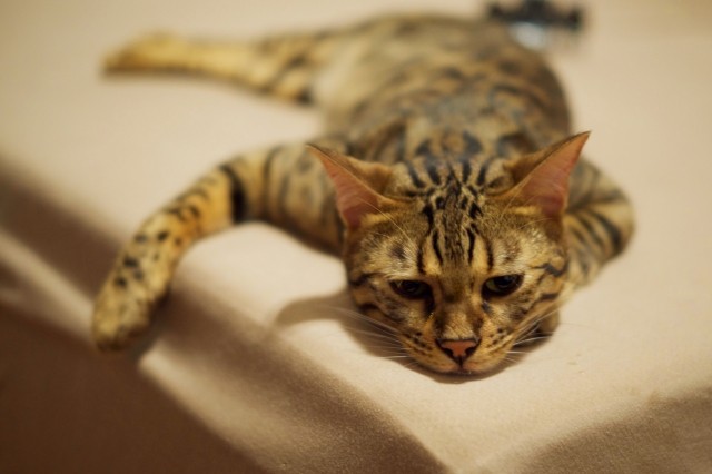 やる気が出ない