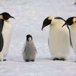 2016年9月の報酬ついでに今後のペンギンちゃん対策と打率とウシジマ君