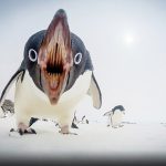 2016年10月の報酬とペンギン対策が面倒すぎる