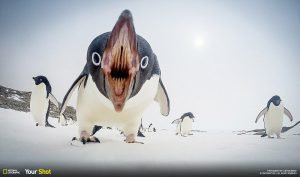 2016年10月の報酬とペンギン対策が面倒すぎる